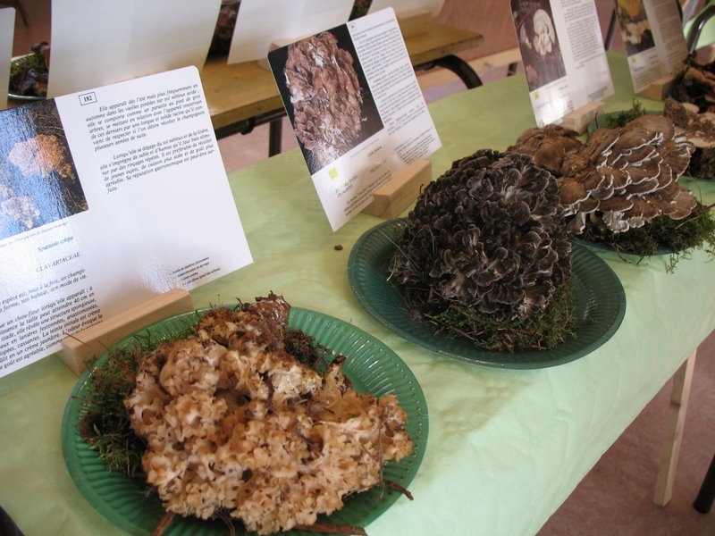 Sparassis crépu et poule des bois